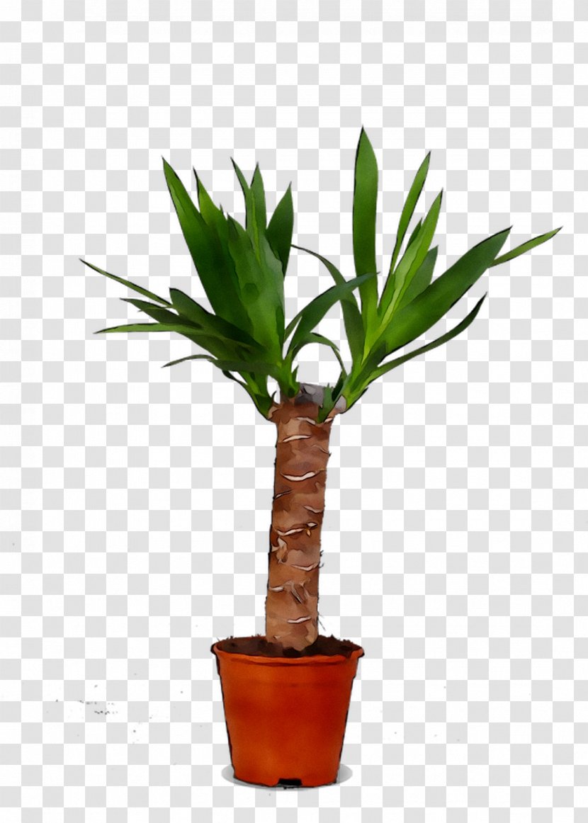 Palm Trees Flowerpot Houseplant Plant Stem Plants - Yucca Transparent PNG