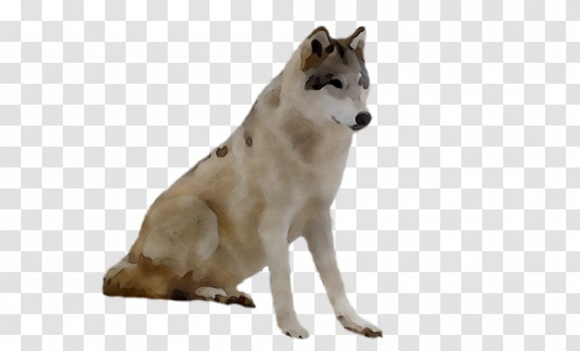 Saarloos Wolfdog Czechoslovakian Alaskan Tundra Wolf - Canis - Siberian Husky Transparent PNG