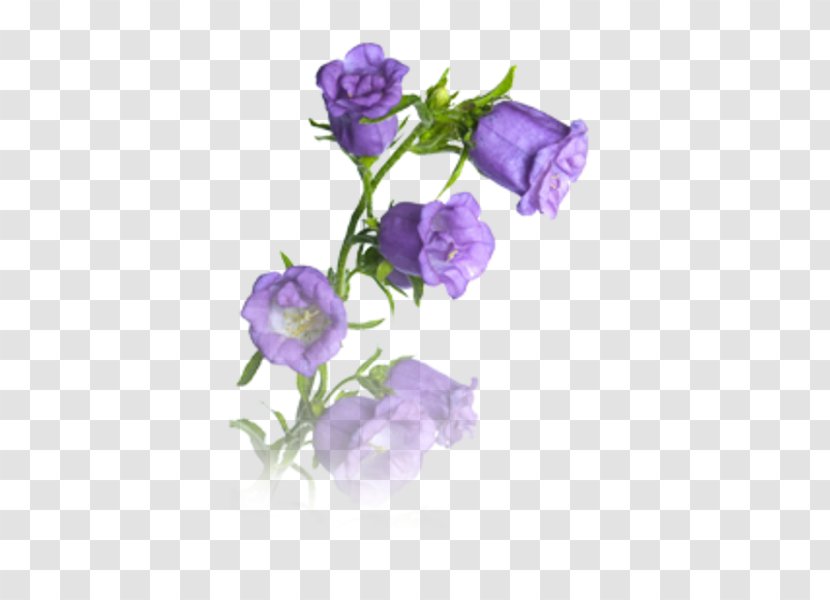 Harebell Stock Photography Getty Images - Purple - Blume Transparent PNG