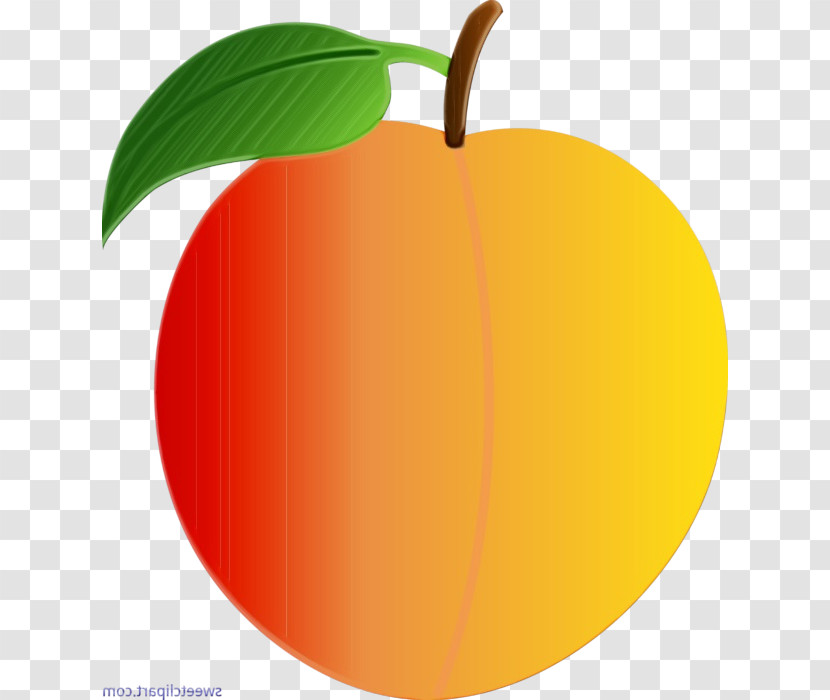 Orange Transparent PNG