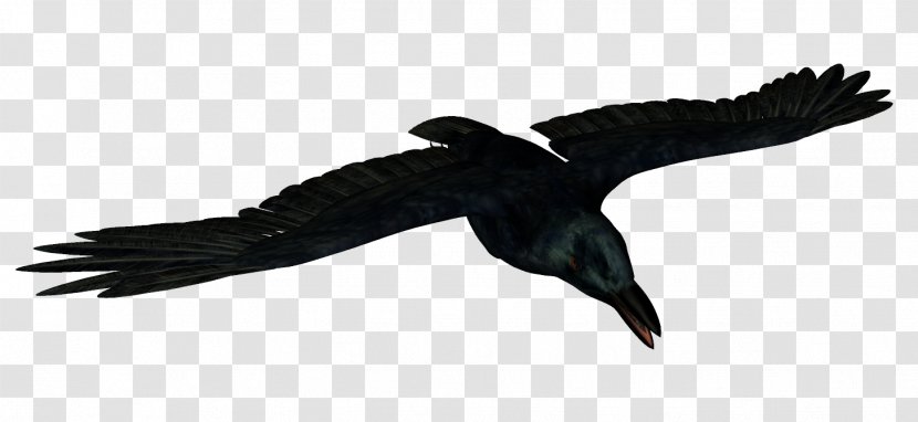 Bird Common Raven Animal Icon - Crow Transparent PNG