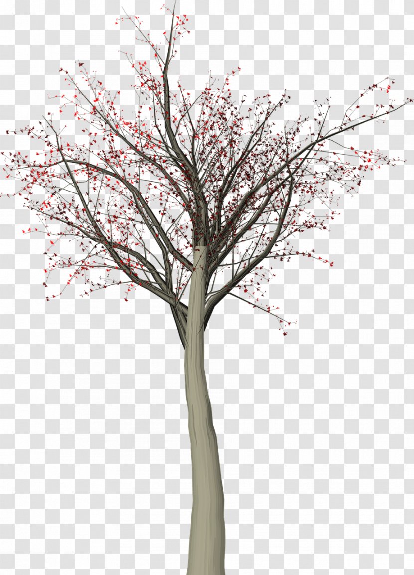 Twig Tree Leaf - Spring Transparent PNG