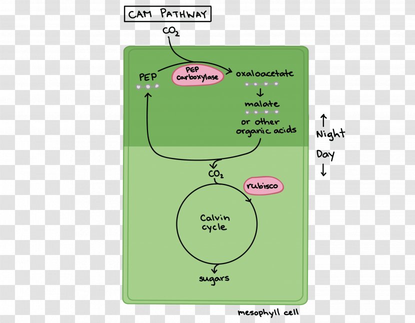 C3, C4: Mechanisms, And Cellular Environmental Regulation, Of Photosynthesis Crassulacean Acid Metabolism C3 Carbon Fixation C4 Diagram - Plants Transparent PNG