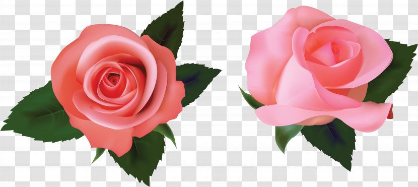 Rose Royalty-free - Stock Photography - White Roses Transparent PNG