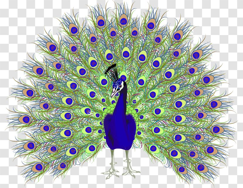 Peafowl Euclidean Vector - Bird - Peacock Transparent PNG