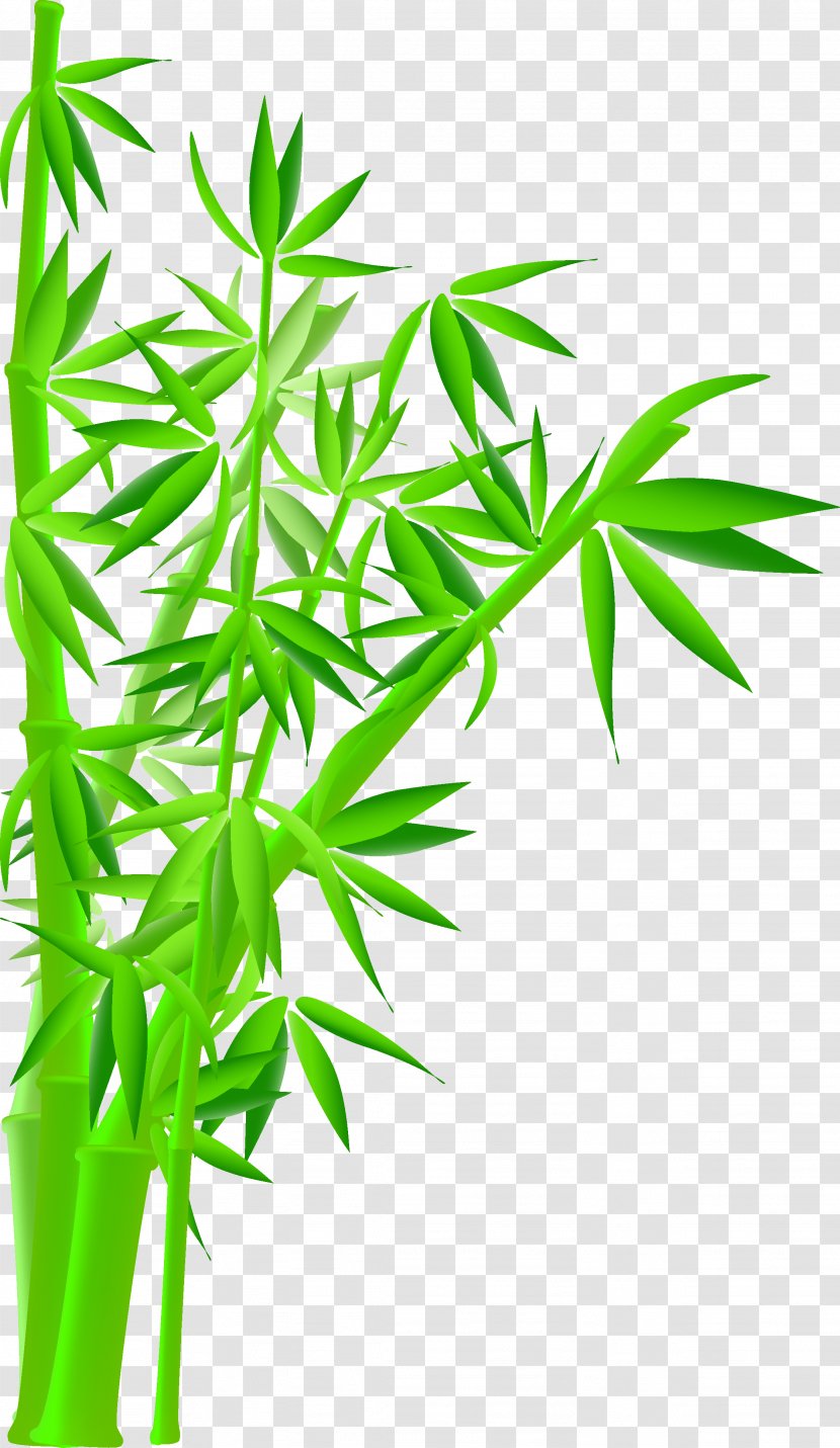 Royalty-free Bamboo Stock Photography Illustration - Line Art - Green Transparent PNG