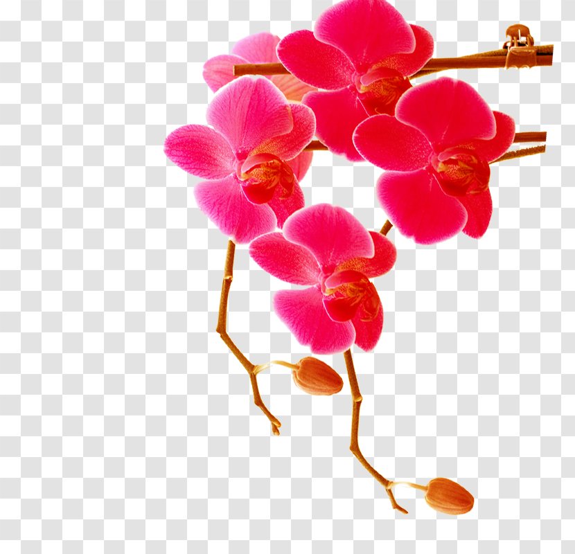 Lotion Flower Red - Floral Design - Decoration Pattern Transparent PNG
