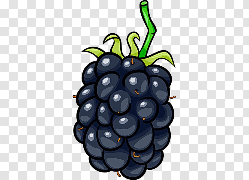 Frutti Di Bosco Blackberry Cartoon Fruit - Food - BlackBerry Illustration Material Transparent PNG