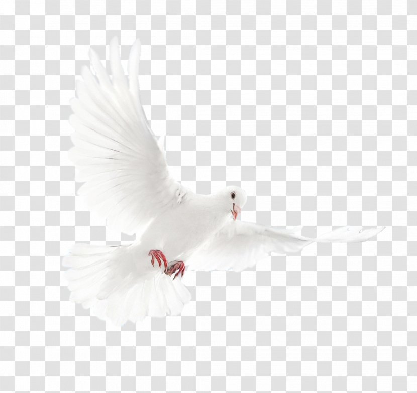 Bird Cartoon - Tail Wing Transparent PNG