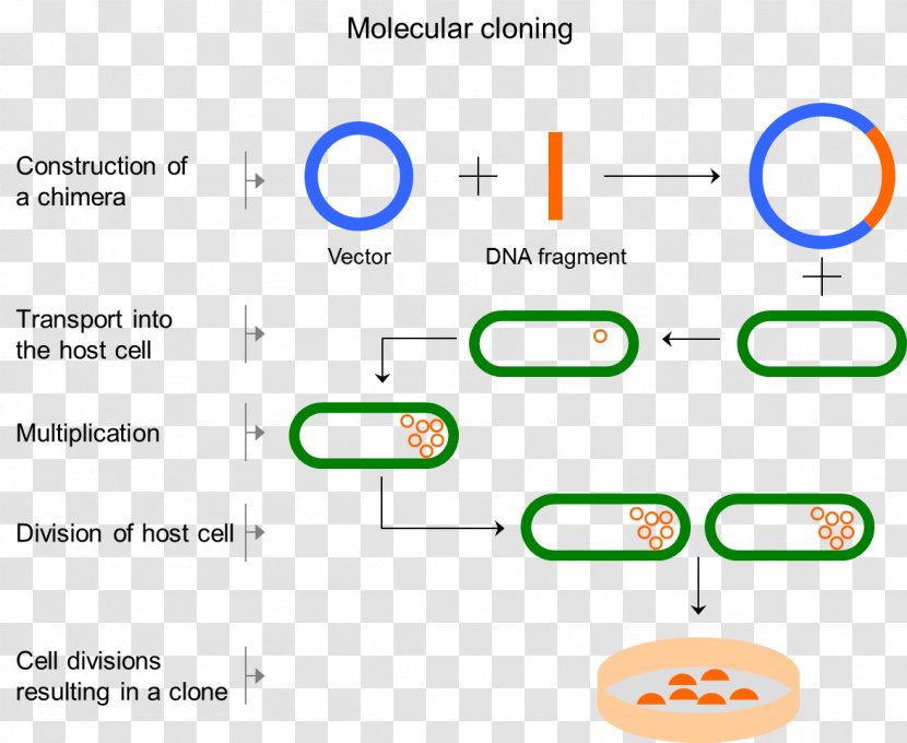 Molecular Cloning Vector Cell Biology - Protein Transparent PNG