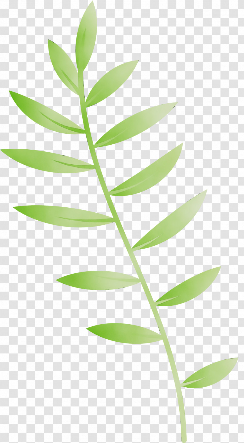 Plant Stem Leaf Plants Biology Plant Structure Transparent PNG