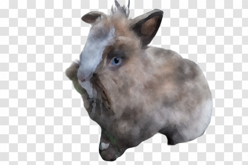 Rabbit Rabbits And Hares Snout Whiskers Hare Transparent PNG