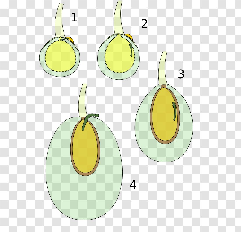 Olive Moth Fruit Fly Pear Veraison - Instar Transparent PNG