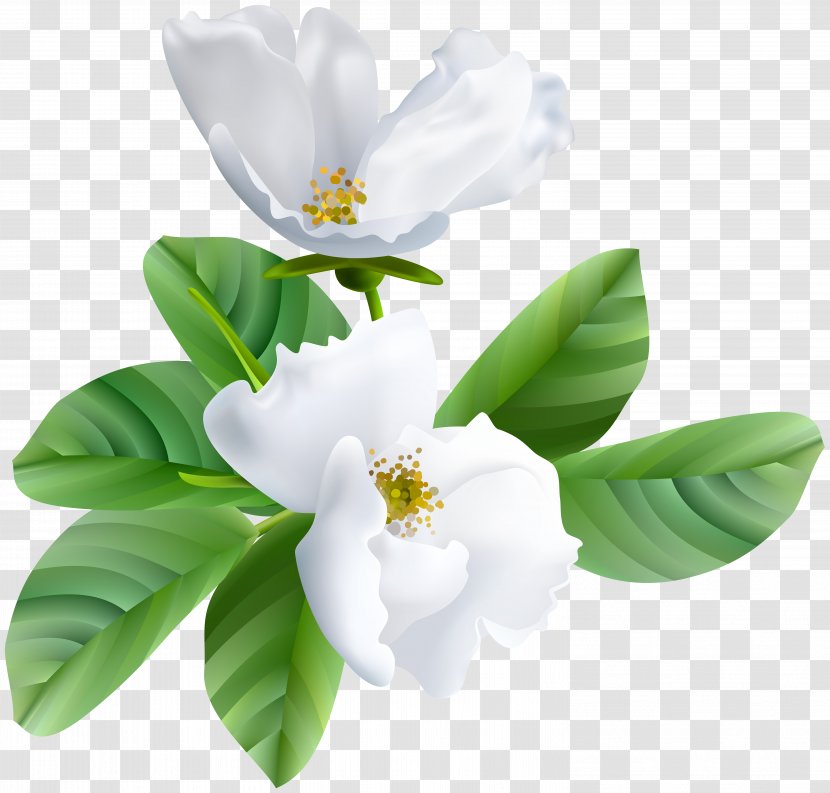 Clip Art - Flower - Spring Blooming Transparent Image Transparent PNG