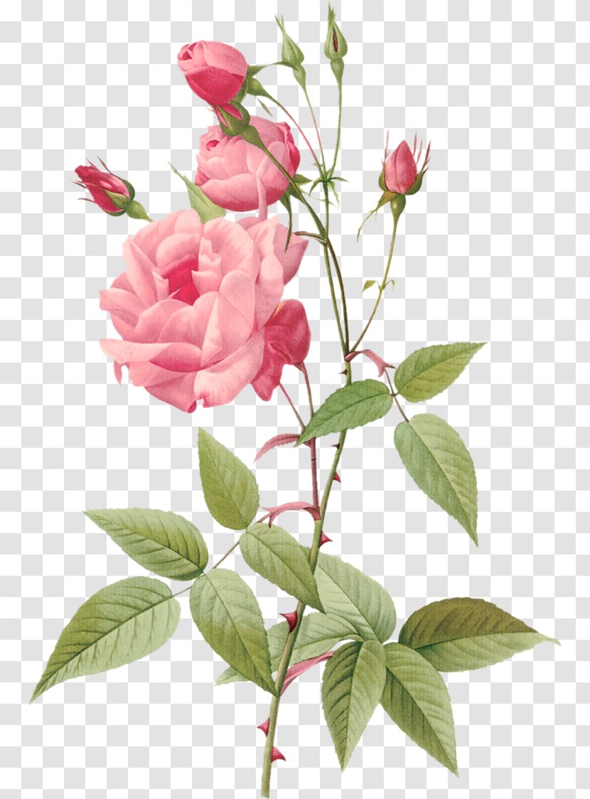 Hybrid Tea Rose Botanical Illustration Botany Flower - Plant Stem Transparent PNG