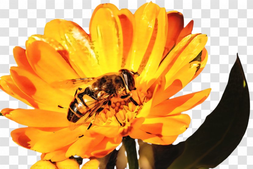 Queen Cartoon - Honeycomb - Sunflower Daisy Family Transparent PNG