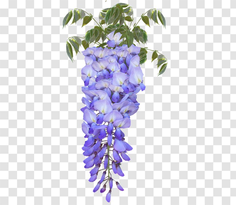 Japanese Wisteria Flower Frutescens Legumes Transparent PNG