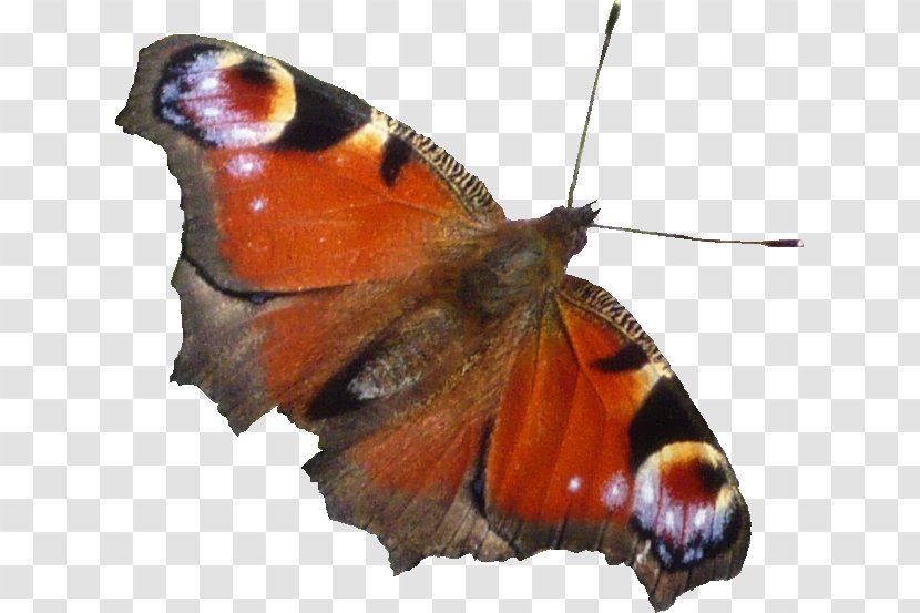 Pieridae Butterflies And Moths - Organism - Hintergrund Transparent PNG
