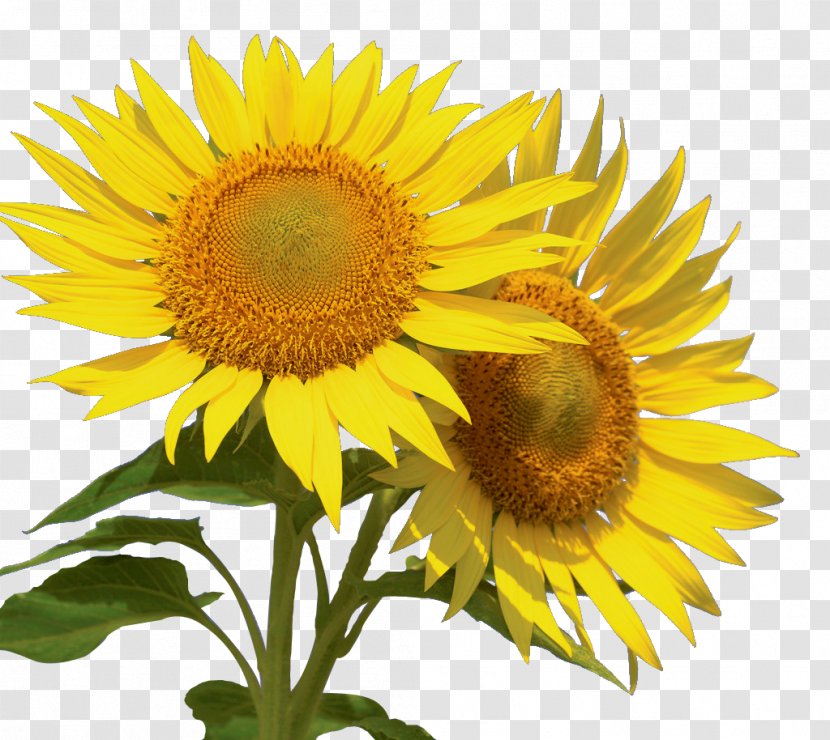 Common Sunflower Image Desktop Wallpaper Information - Plant - Congratulations Transparent PNG