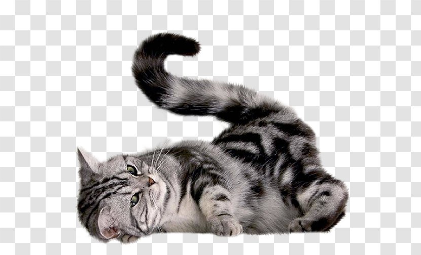 Kitten Persian Cat Felidae Munchkin - Small To Medium Sized Cats Transparent PNG