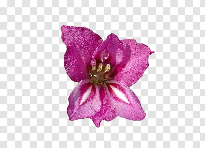 Birth Flower Garden Bulb - Iris Family - Courage Transparent PNG