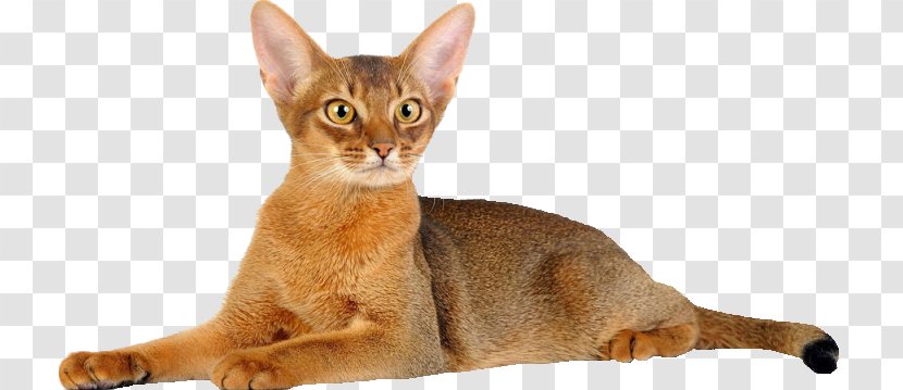 Abyssinian Cat Kitten Donskoy Sphynx Peterbald - British Shorthair Transparent PNG