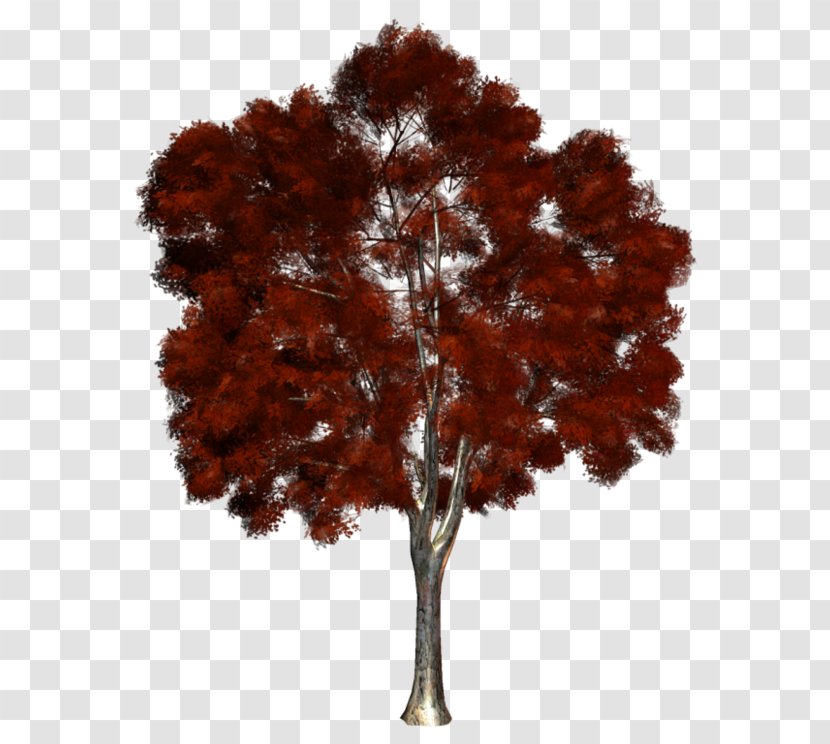 Oak Tree Drawing - Woody Plant - Autumn Trunk Transparent PNG