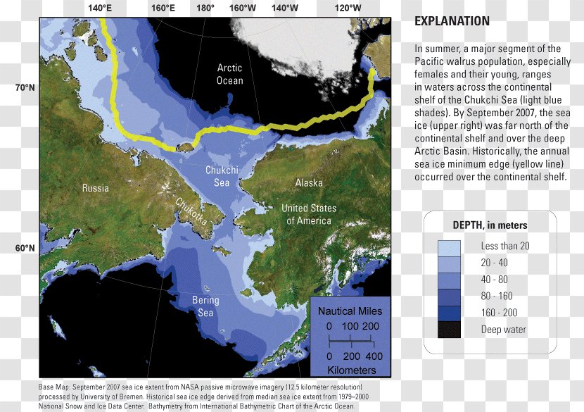 Arctic Bering Sea Chukchi Pacific Walrus Continental Shelf Transparent PNG