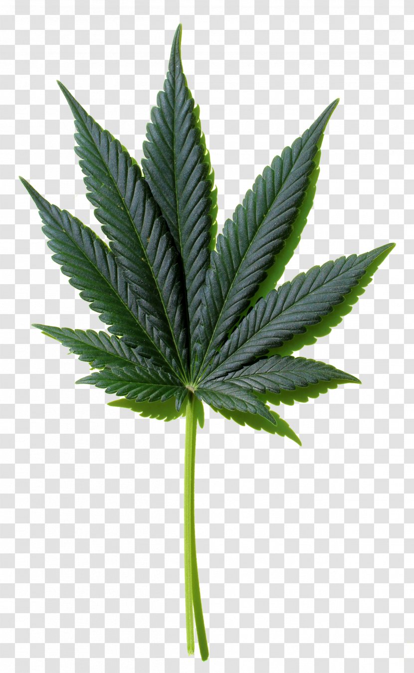 Cannabis Hemp Desktop Wallpaper Leaf - Marijuana Transparent PNG