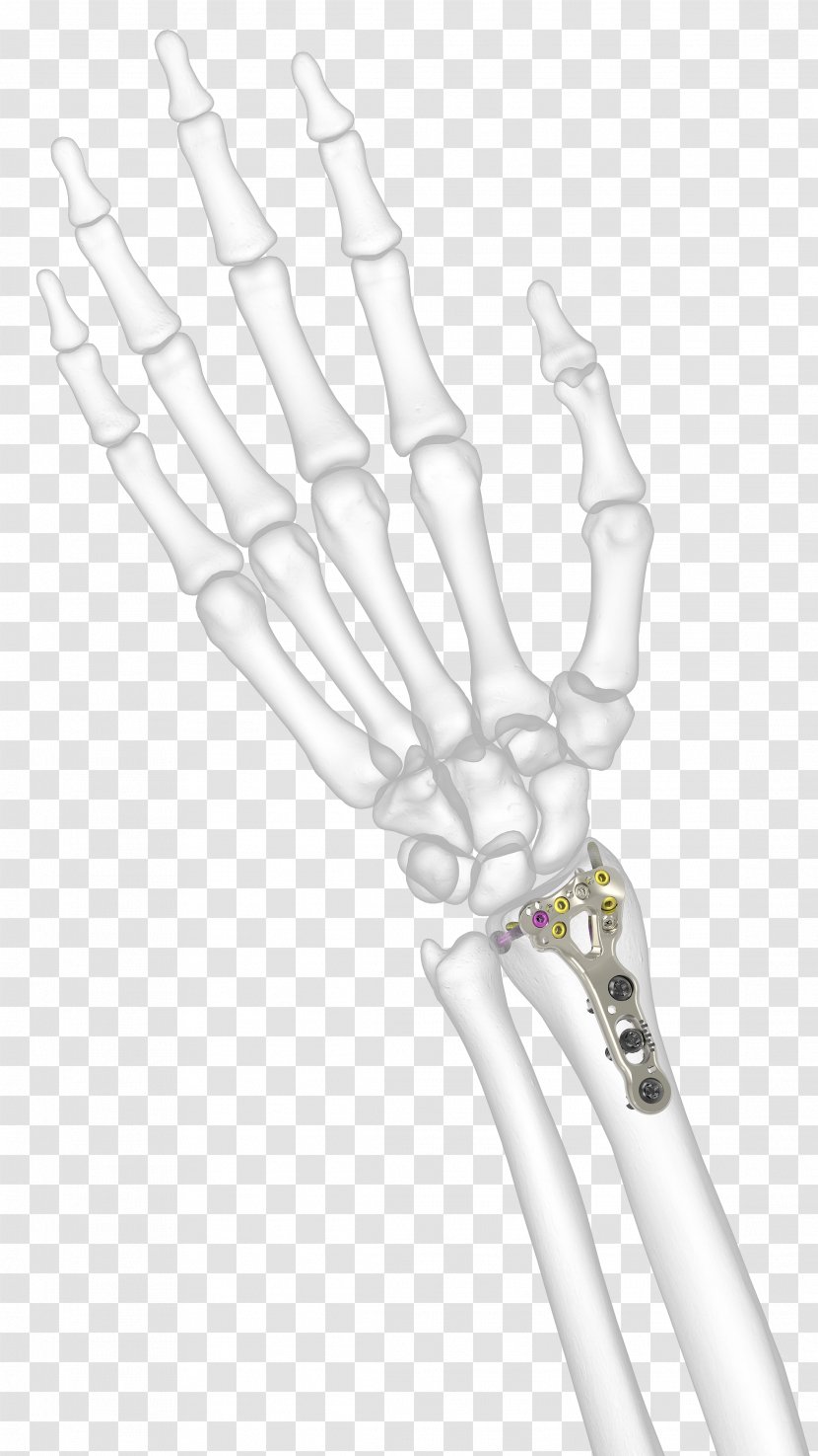 Thumb Hand Model - Design Transparent PNG