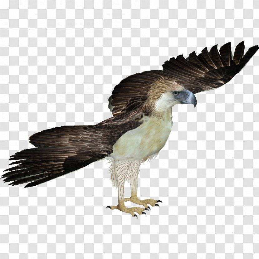 Zoo Tycoon 2 Philippines Bird Bald Eagle - Harpy Transparent PNG