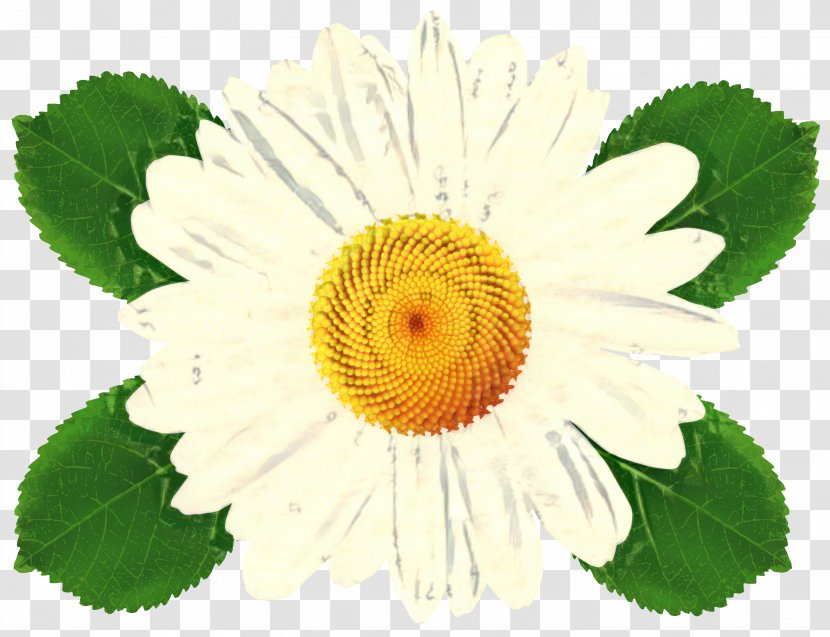 Chamomile Flower - Leaf - Wildflower Camomile Transparent PNG