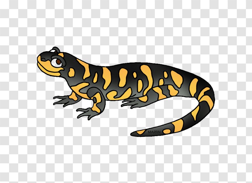 Fire Salamander Toad Animal Newt Transparent PNG
