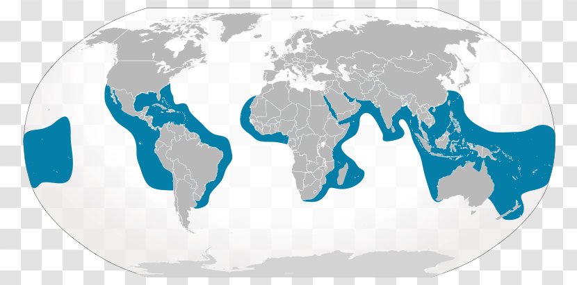 Sand Tiger Shark Cartilaginous Fishes - Sicklefin Lemon - Location Information Transparent PNG