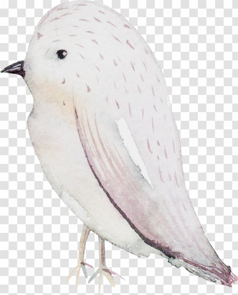 Bird Passerine - Beak - Birds Transparent PNG