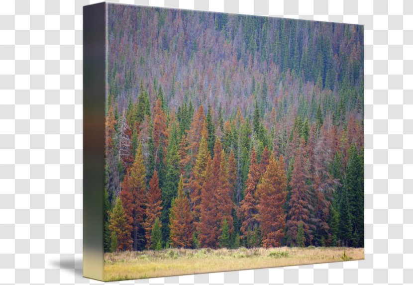 Larch Temperate Broadleaf And Mixed Forest Painting Coniferous - Pine Family Transparent PNG