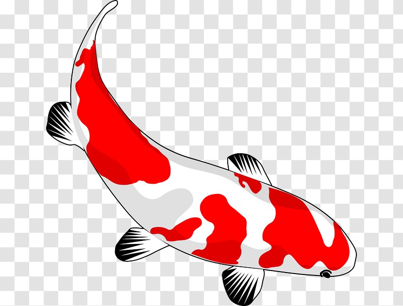 Koi Goldfish Drawing Clip Art - Common Carp - Fish Transparent PNG