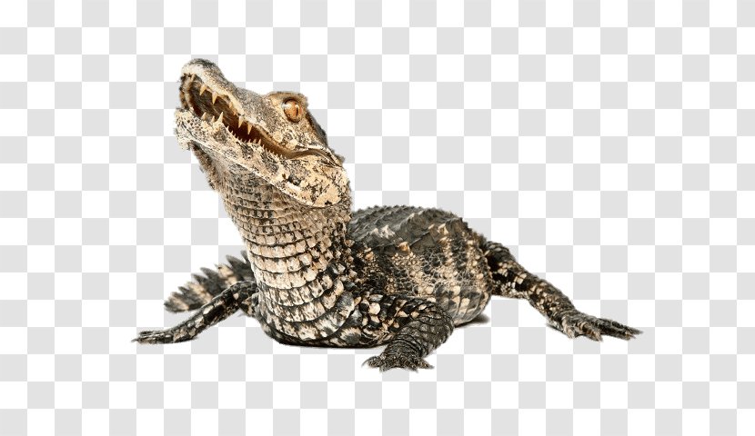 Alligator Nile Crocodile Cuvier's Dwarf Caiman - Cetaceans Transparent PNG