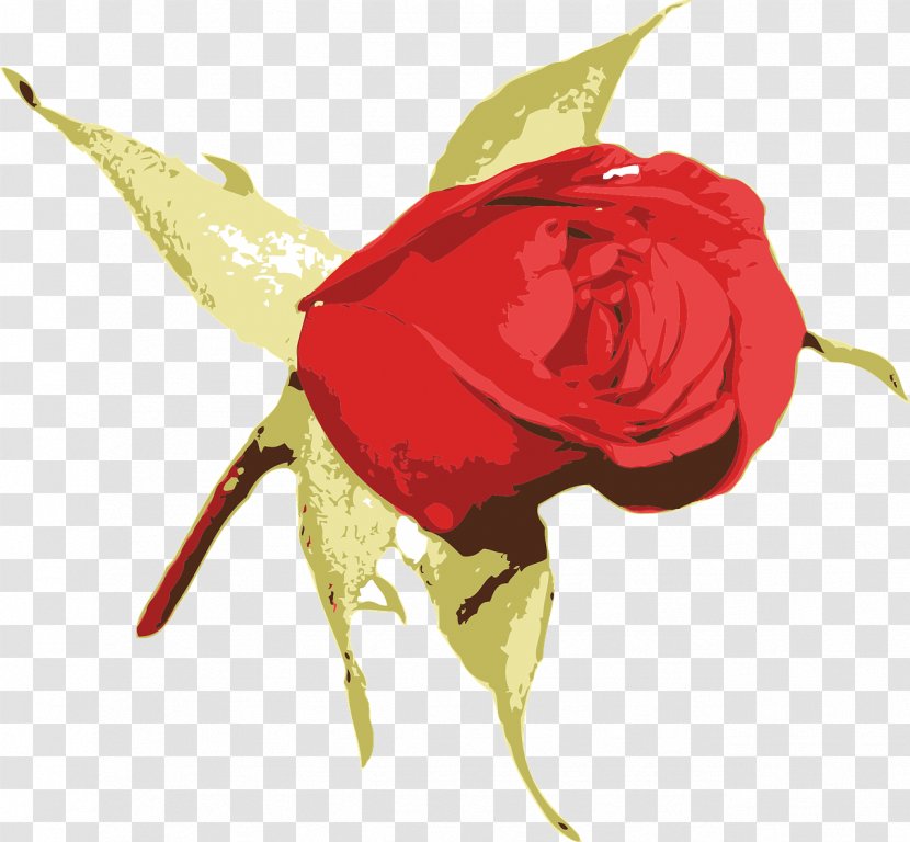 Flower Rose Bud - Nature - Fireball Transparent PNG