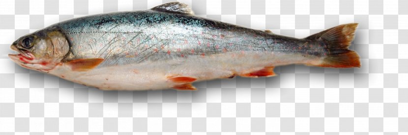 Fishing Iridescent Shark - Bass - Fish 5 Transparent PNG