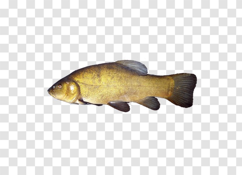 Goldfish Common Carp Tench - Bony Fish Transparent PNG