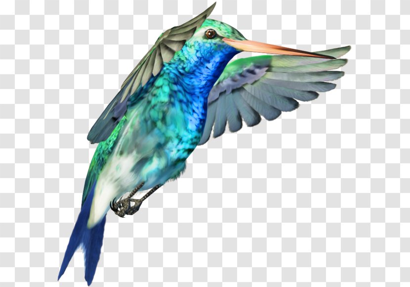 Hummingbird Clip Art - Pollinator - Bird Transparent PNG