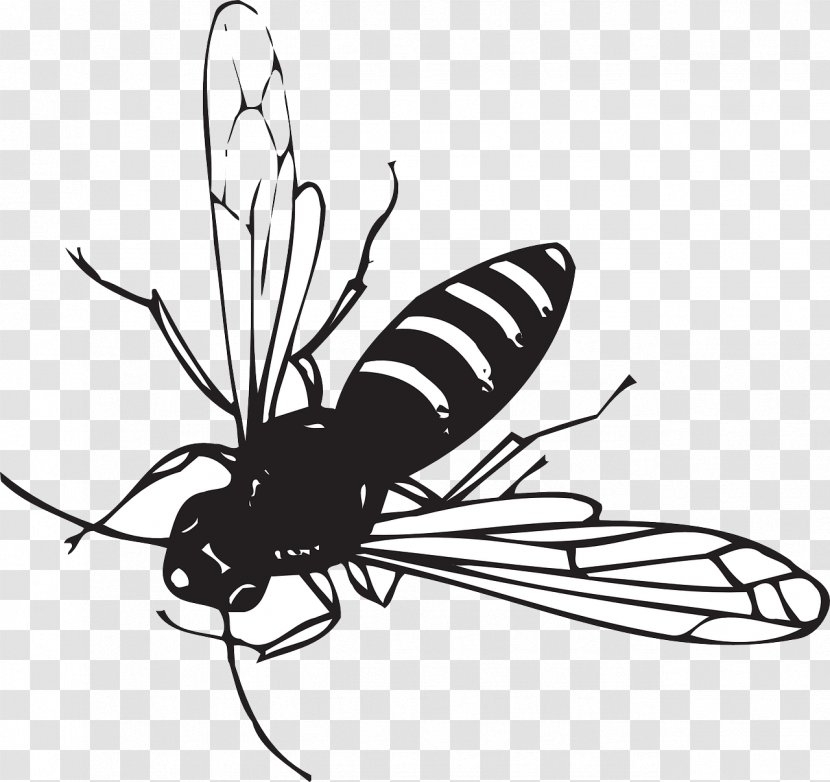Worker Bee Insect Drawing Clip Art - Black And White Transparent PNG