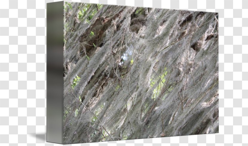 Geology Wood /m/083vt - Spanish Moss Transparent PNG