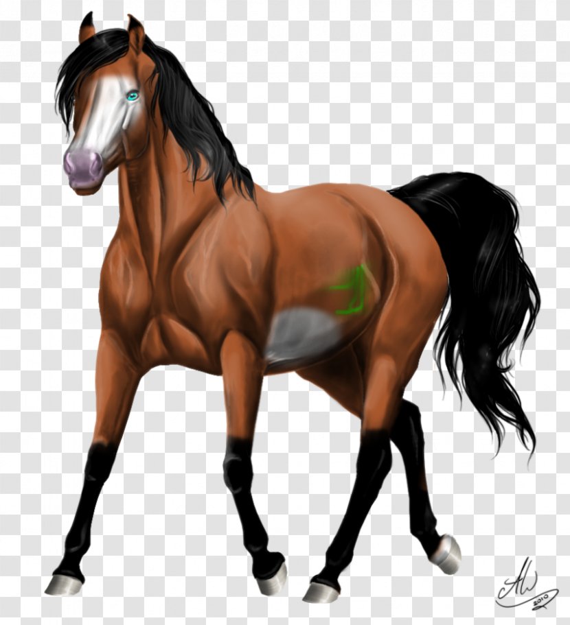 Stallion Mustang Mare Arabian Horse Kerry Bog Pony - Saddle Transparent PNG