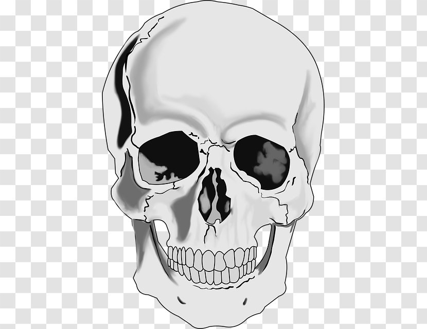 Clip Art Skull Human Skeleton Drawing - Monster Transparent PNG