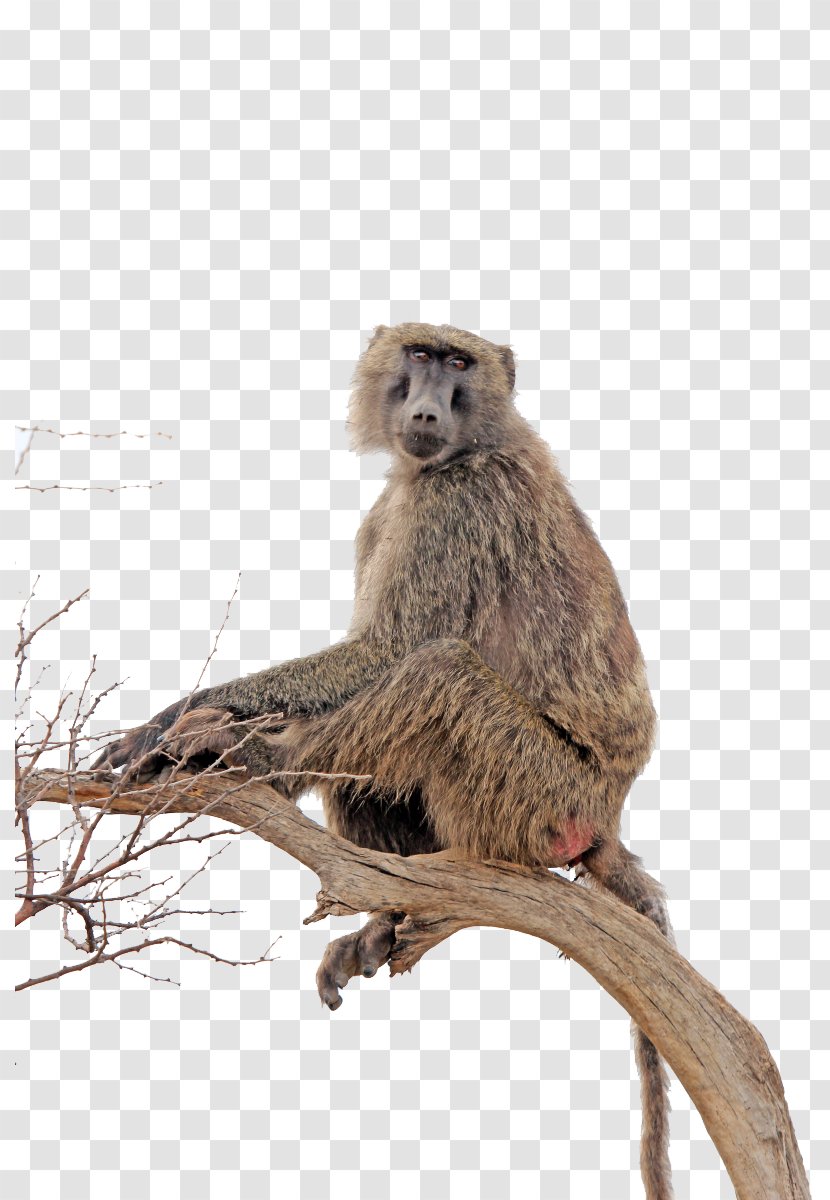 Baboons Clip Art - Old World Monkey - Baboon Transparent Transparent PNG