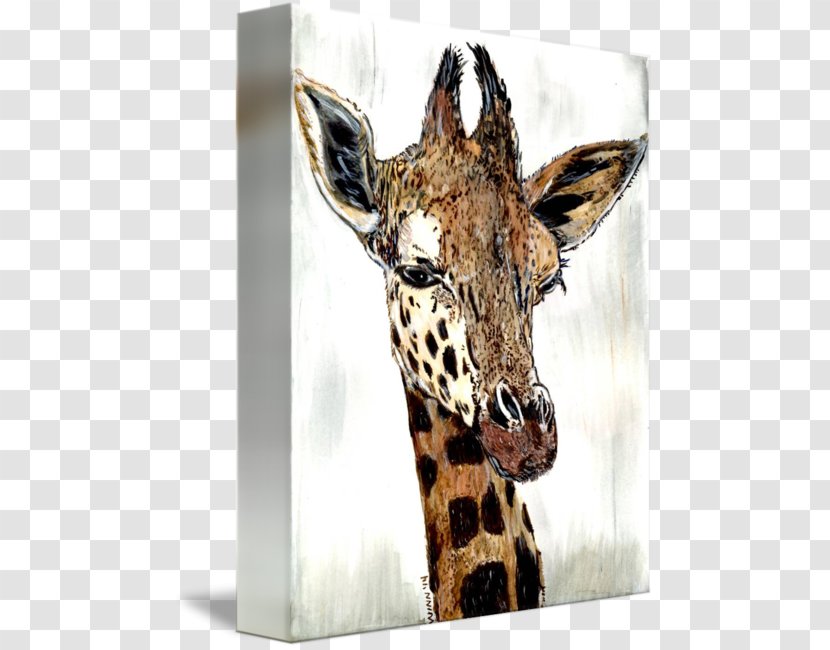 Giraffe Fauna Neck Wildlife Terrestrial Animal - Head Transparent PNG