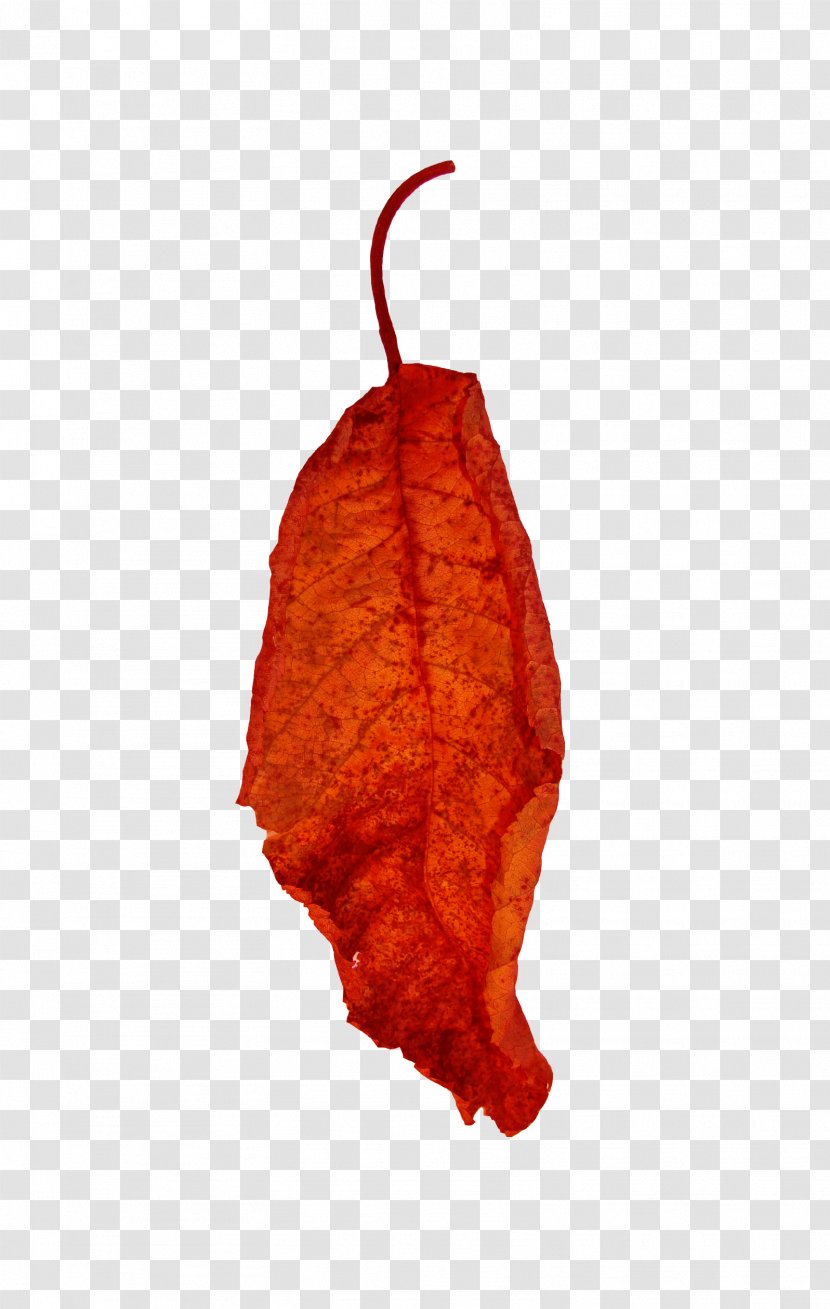 Leaf Red Euclidean Vector - Vecteur Transparent PNG