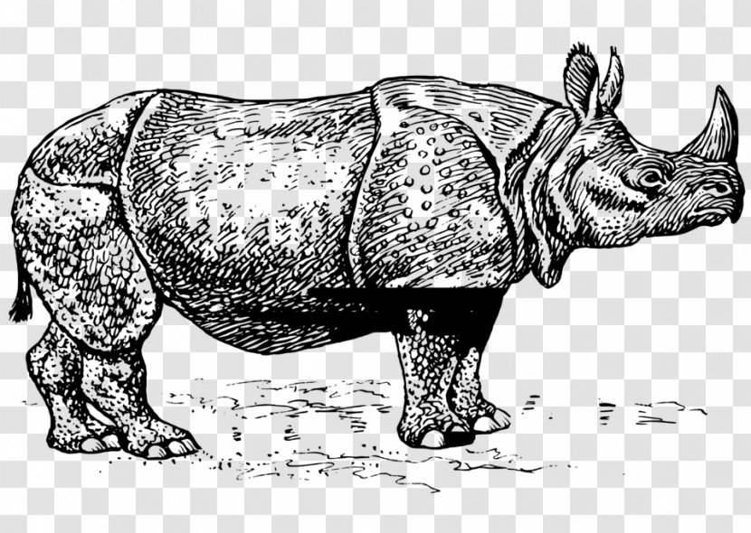 Javan Rhinoceros Horn Black Clip Art Transparent PNG